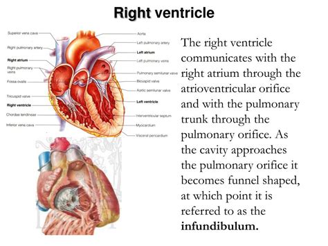 Right Ventricle Heart