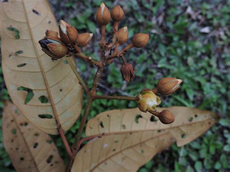 Vismia Japurensis Hypericaceae Image At Phytoimages Siu Edu