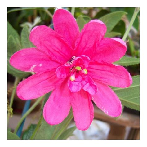 Passiflora Pink Passion