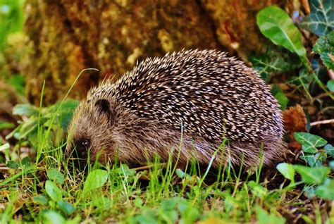 brown hedgehog free image | Peakpx