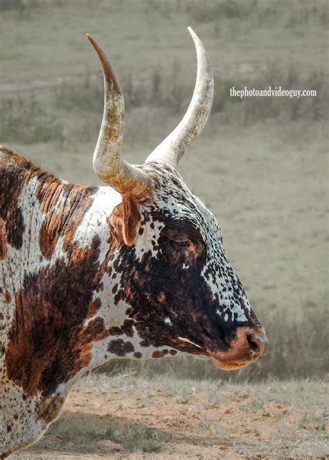 Portrait Of A Nguni Bull Cow Photography Commercial Photography