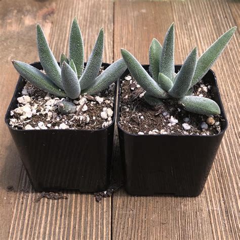 Fuzzy Hybrid Crassula Premium Succulents Direct From The Nursery