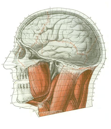 Cross-sectional Human Anatomy