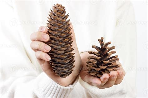 Girl Holding Pine Cones Woman Hand Holding Pine Cone 14565320 Stock