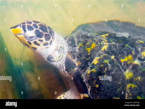 Tortuga Marina Verde Tortuga Carey Tortuga Marina Caguama Tortuga