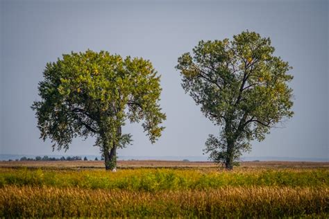 Two Trees Pictures | Download Free Images on Unsplash