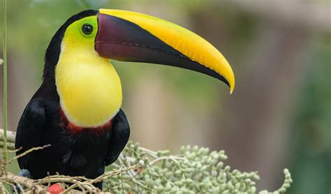 Yellow-throated toucan facts, distribution & population | BioDB