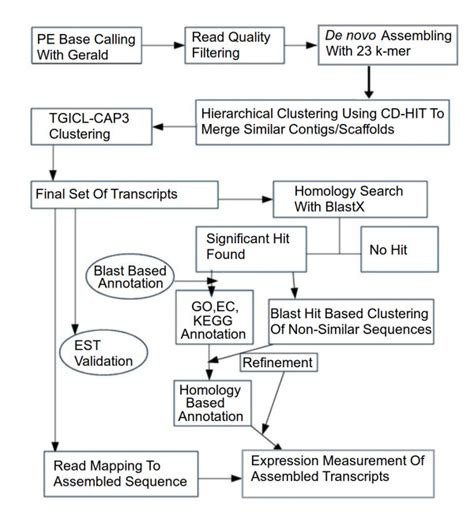 Workflow Of De Novo Transcriptome Assembly Annotation And Reads Per