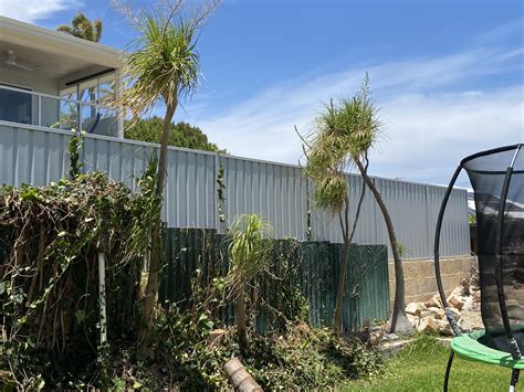 Ponytail palms : r/GardeningAustralia