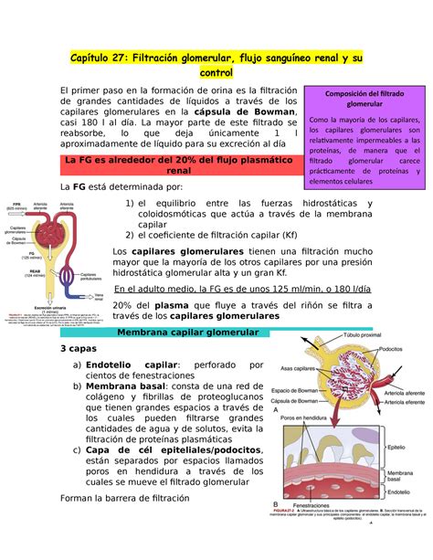 Cap Tulo Filtraci N Glomerular Flujo Sangu Neo Renal Y Su Control