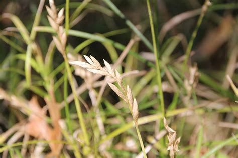 Palm Sedge Illinois Pollinators