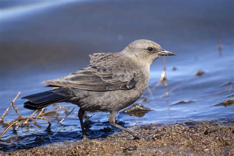 Brewer S Blackbird Audubon Field Guide