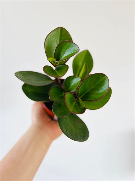 Peperomia Red Margin Clusifolia Red Rubber Plant Easy Plants Beginner