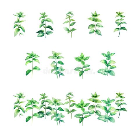 Peppermint Watercolor Mint Leaves Set Vector Illustration Stock