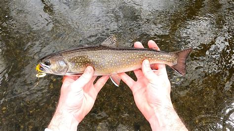 Backwoods Bushhack Wild Brook Trout Youtube