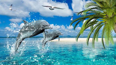 Dolphin Wallpaper 4k - Wallpaper Sun