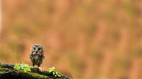 Cute Owl Wallpaper - WallpaperSafari