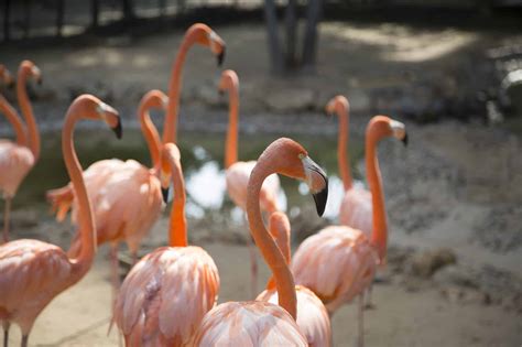 Zoológico De Barranquilla Camarabaq