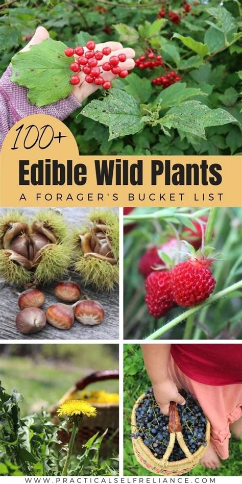 Medicinal Wild Plants Medicinal Herbs Garden Edible Wild Plants