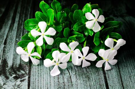 Beautiful Blooming White Catharanthus Roseus Flower On Black Background