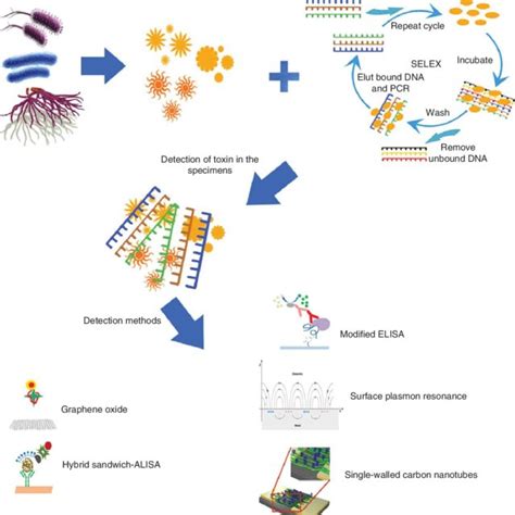 Schematic Illustration Of The SELEX Process For The DNA And RNA Library