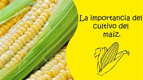 LA IMPORTANCIA DEL CULTIVO DEL MAÍZ YouTube