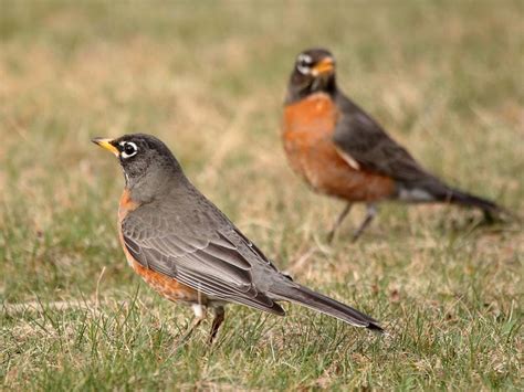 Female American Robins Identification Guide Male Vs Birdfact