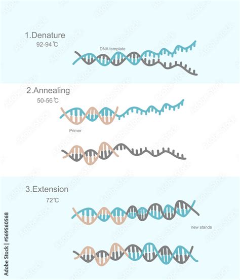 The Three Steps Of Polymerase Chain Reaction PCR Technique