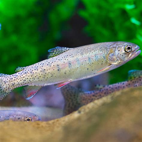 Bonneville Cutthroat Trout The Living Planet Aquarium