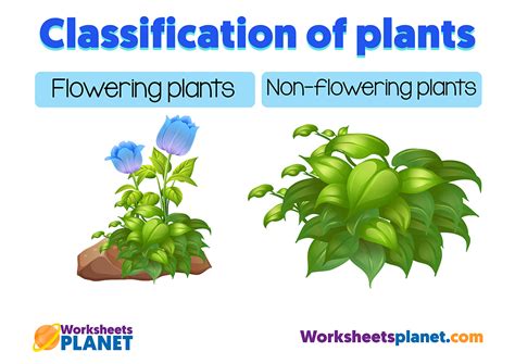 The Classification Of Plants