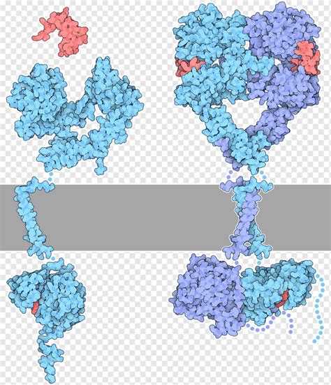 Receptor tirosina quinasa proteína quinasa azul flor estructura png