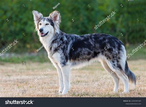 477 Border Collie Husky Mix Images, Stock Photos, 3D objects, & Vectors ...