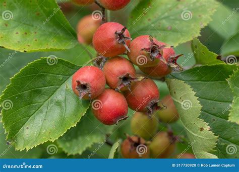 Broad-leaved Whitebeam Karpatiosorbus Latifolia, Red Fruit Stock Photo ...