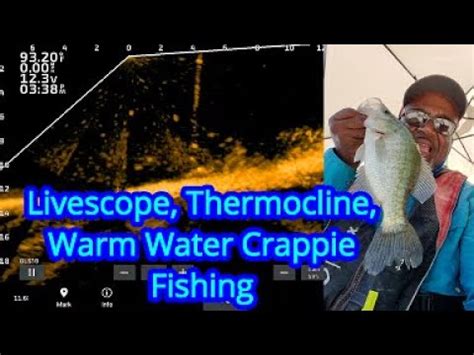 Livescope Crappie Fishing Warm Water Thermocline Summertime Crappie