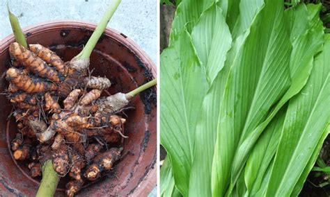 Tanam Pokok Kunyit Ada Caranya Sila Ambil Tahu Barulah Daun Kunyit