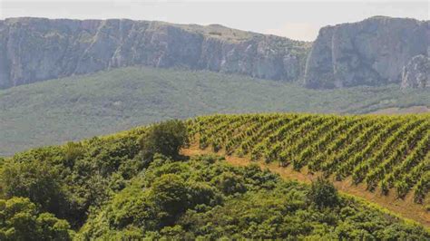 Consorzio Doc Sicilia tutela della biodiversità nei campi del germoplasma