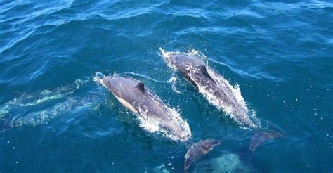 Dolphin Watching In Kalpitiya