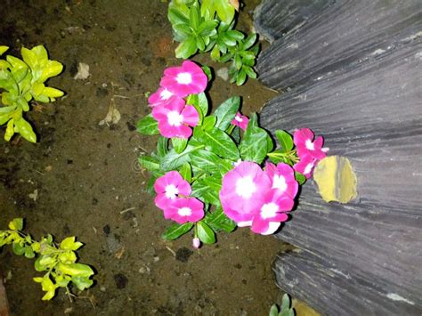 Beautiful Indian Colourful Flowers & Leaves in Little Garden Stock ...