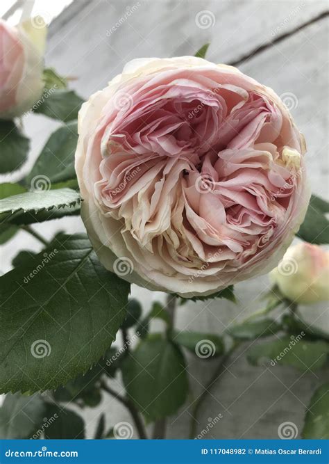Damask Rose of Delicate Pink Color Stock Photo - Image of beautiful