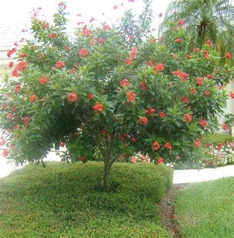 A Small Tree With Red Flowers On It In The Middle Of A Lawn And Shrubbery