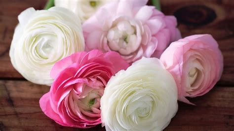 Ranunculus Wallpapers 4k Hd Ranunculus Backgrounds On Wallpaperbat