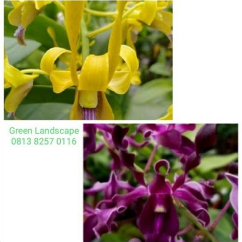 Jual Paket 2 Pohon Anggrek Dendrobium Kriting Dewasa Bunga Kuning