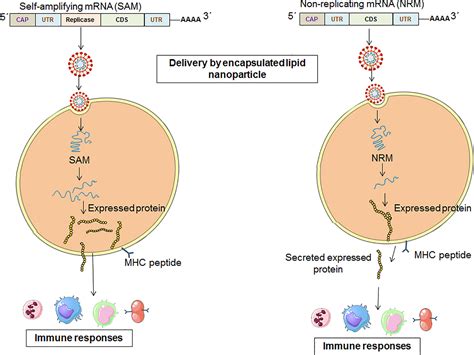 Frontiers From COVID 19 To Cancer MRNA Vaccines Moving From Bench To