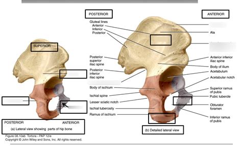 Hip Bone Diagram Diagram Quizlet