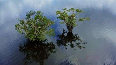 macrolobium images browse  stock  vectors  video adobe