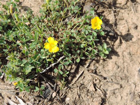 Yellow Woodsorrel Project Noah