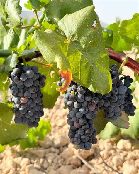 La Vendimia Comienza En Bodega Santa Cruz De Alpera