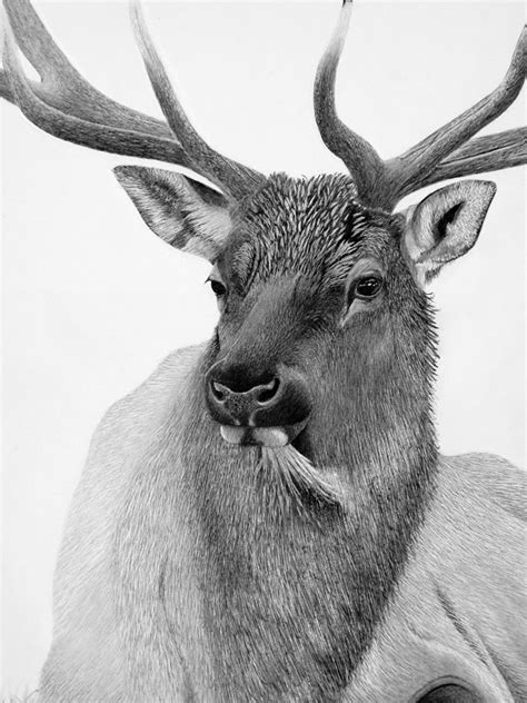 Elk Head Drawing at PaintingValley.com | Explore collection of Elk Head ...