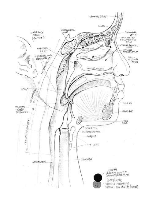 Emma Scheltema Illustration - Visual Guide to Ear, Nose, Throat Pathology