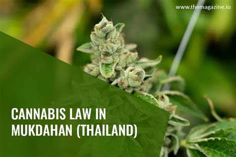 Cannabis Law In Mukdahan Thailand The Magazine Io